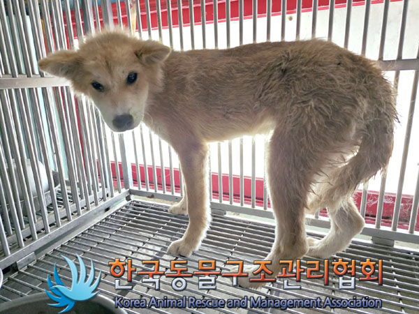 한국동물구조관리협회_441414202300416